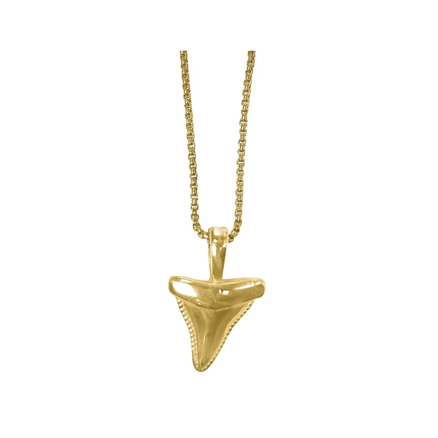 the shark tooth necklace